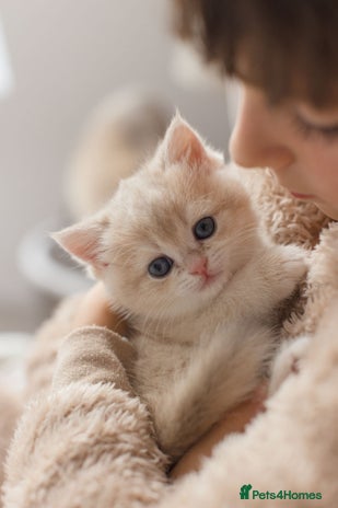 British Shorthair cats Cuddly Golden Blue British Shorthair girl - Advert 6