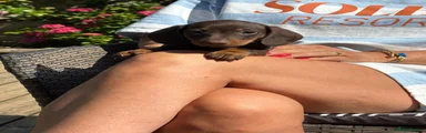 Miniature Dachshund 4