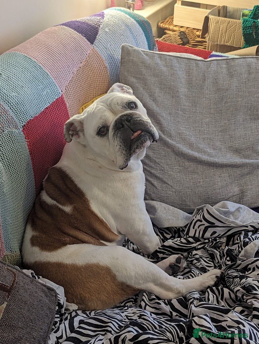 English Bulldog dogs for sale: English Bulldog Looking For New Home  - Advert 10