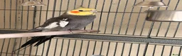 Cockatiels birds for sale: Cockatiels for sale in Watford - Advert 7
