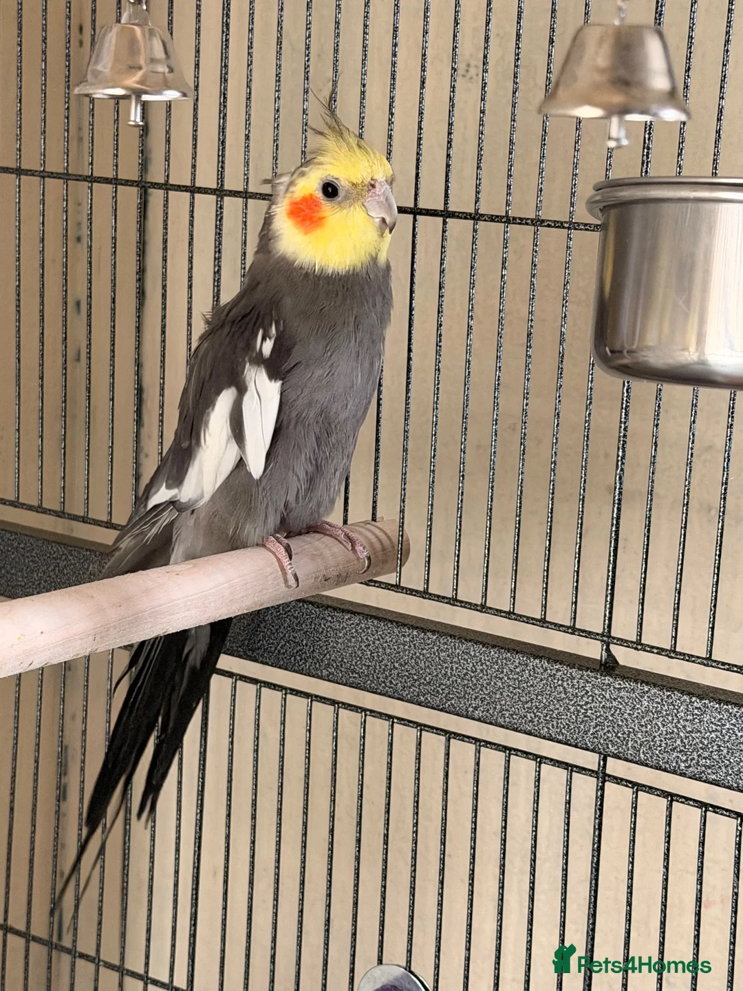 Cockatiels birds for sale: Cockatiels for sale in Watford - Advert 7