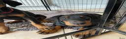 Dobermann dogs for sale: REDUCED TO £1200 1 boy left! 9 Doberman Puppies - Advert 9