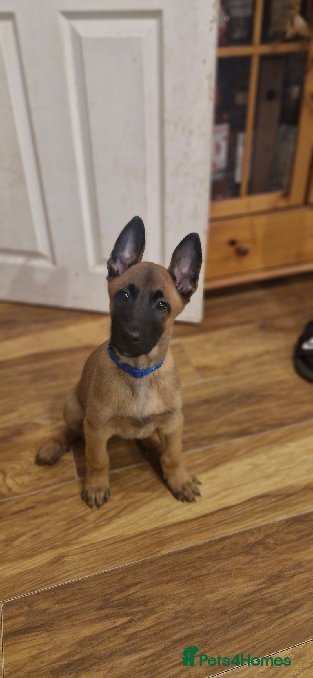 Belgian Shepherd Dog dogs for sale: Stunning Belgian Malinois Puppies - Advert 16