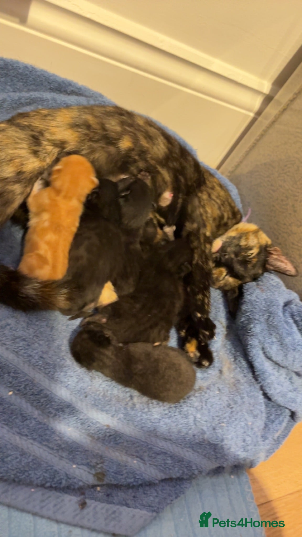 Domestic Shorthair cats Kittens soon to be ready to have homes - Advert 6