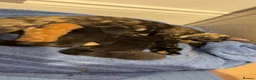 Domestic Shorthair cats for sale: Kittens soon to be ready to have homes in March - Advert 1