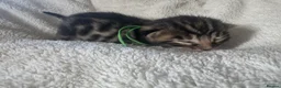 Bengal cats for sale: 5 Gorgeous Babies 🐾  in Southam - Advert 23
