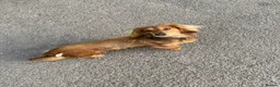 Miniature Dachshund dogs for stud: Daschund Stud  - Advert 3