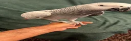 Parrots birds for sale: African Grey Congo & Amazons blue -for Sale - Advert 2