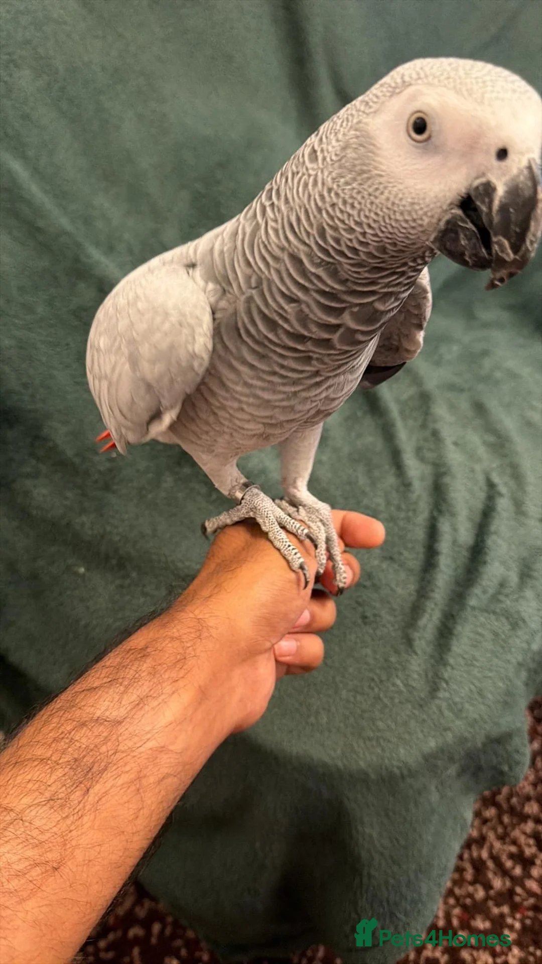 Parrots birds for sale: African Grey Congo & Amazons blue -for Sale - Advert 2