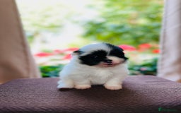 Pomeranian dogs for sale: Cute Pomeranian Puppies Looking for loving home - Image 20