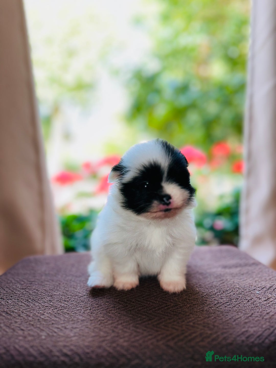 Pomeranian dogs for sale: Cute Pomeranian Puppies Looking for loving home - Image 20