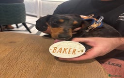 Miniature Dachshund dogs for stud: Miniature dapple boy dachshund  - Image 1