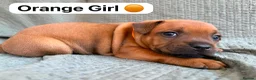 Staffordshire Bull Terrier dogs for sale: Stunning Red Staffordshire Bull Terrier Puppies - Advert 13