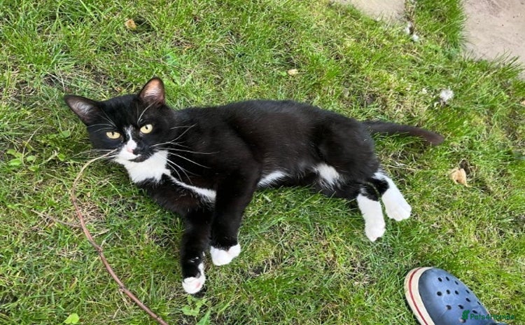 Mixed Breed cats - Advert 4