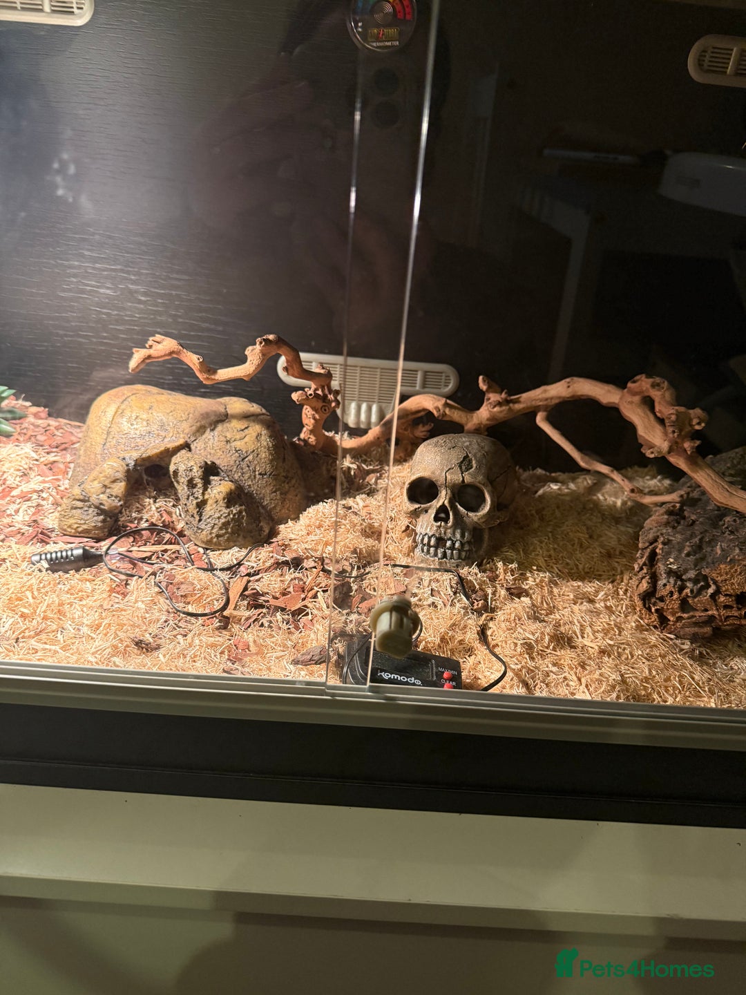 Snake reptiles for sale: Black African house snake - viv included if wanted - Advert 4