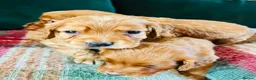 Cocker Spaniel dogs for sale: Cocker Spaniel Puppies in Durham - Advert 6