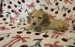 Miniature Dachshund dogs for sale: READY TO GO! Shaded Cream Long Haired Puppies - Image 20