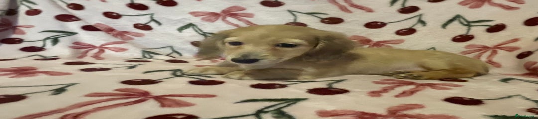 Miniature Dachshund Puppy 2