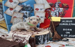 Miniature Dachshund dogs for sale: KC Reg short haired miniature dachshunds - Image 1