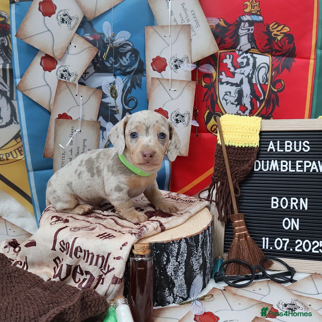 Miniature Dachshund dogs for sale: KC Reg short haired miniature dachshunds - Image 1