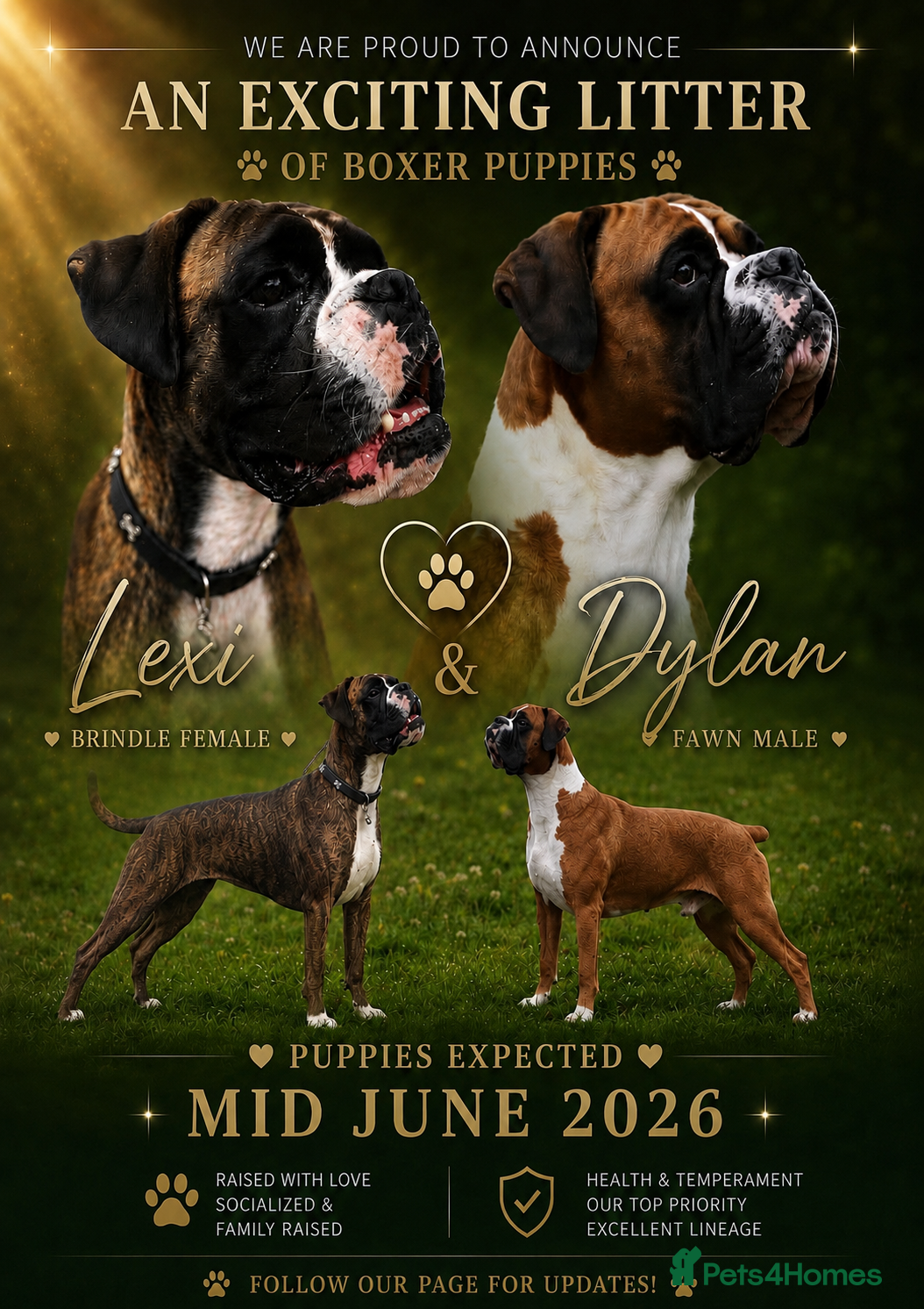 Boxer dogs Boxers puppy's on the way  - Advert 4