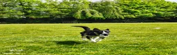 Mixed Breed dogs for sale: Border collie mix needs to be rehomed - Advert 2
