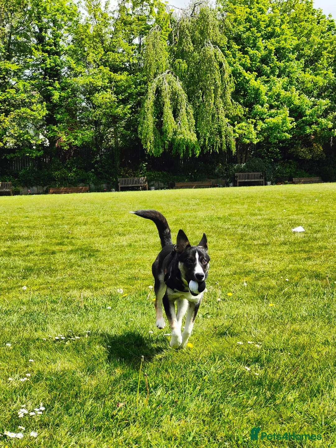 Mixed Breed dogs for sale: Border collie mix needs to be rehomed - Advert 2