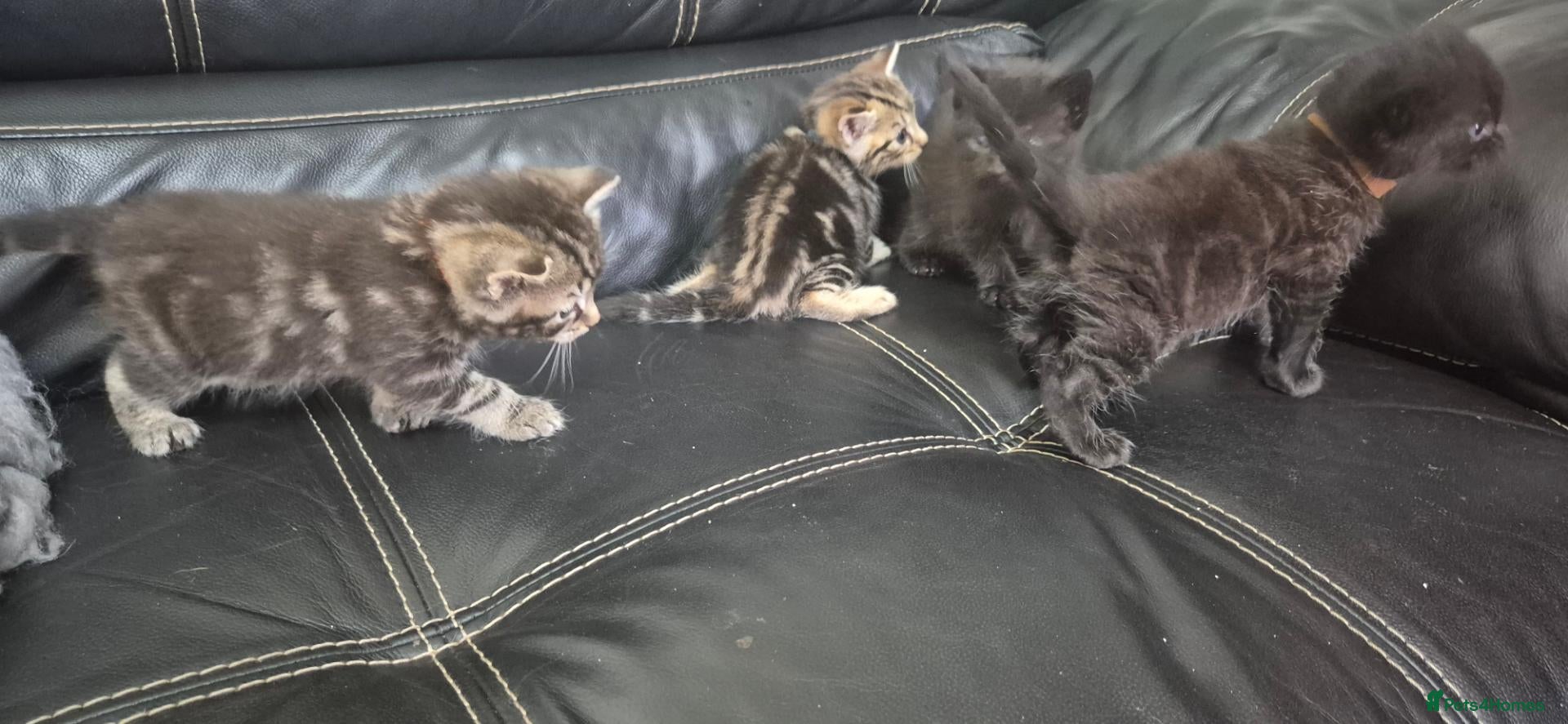 Mixed Breed cats Bengal cross kittens  - Advert 1