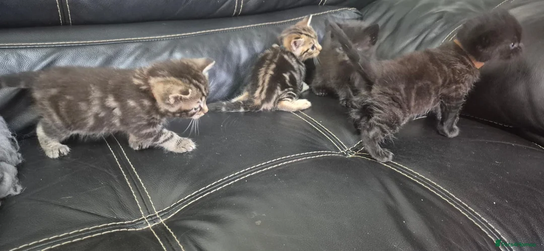 Mixed Breed cats for sale: Bengal cross kittens  - Advert 1