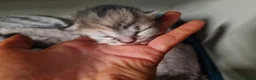 Mixed Breed cats for sale: Ghost tabby kittens - Advert 3