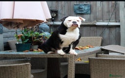 Olde English Bulldogge dogs for sale: Olde English bulldogs puppies  - Image 20