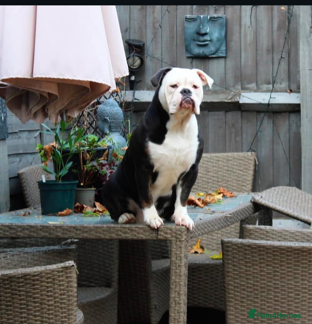 Olde English Bulldogge dogs for sale: Olde English bulldogs puppies  - Image 20