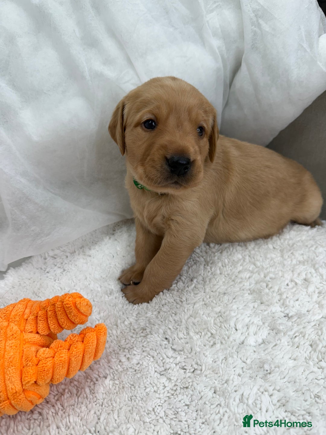 Goldador dogs for sale: Adorable Goldador Puppies - Ready 12th Feb - Advert 26