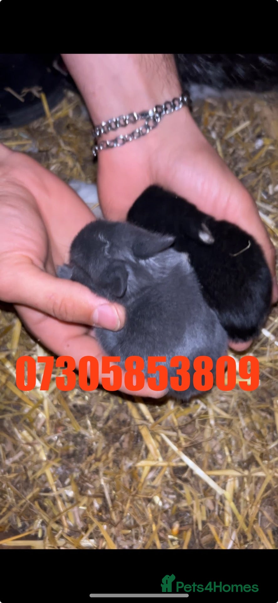Netherland Dwarf rabbits 2Baby Prue breed neatherland dwarf rabbits unsexed - Advert 17