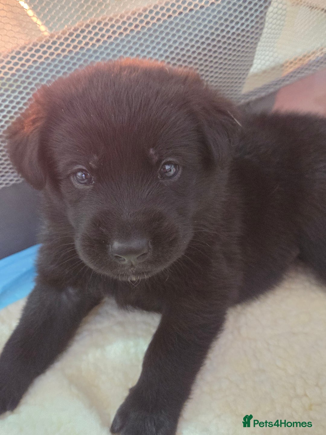 Mixed Breed dogs for sale: 🌟German Shepherd x Labrador Retriever Puppies 🌟 - Advert 5