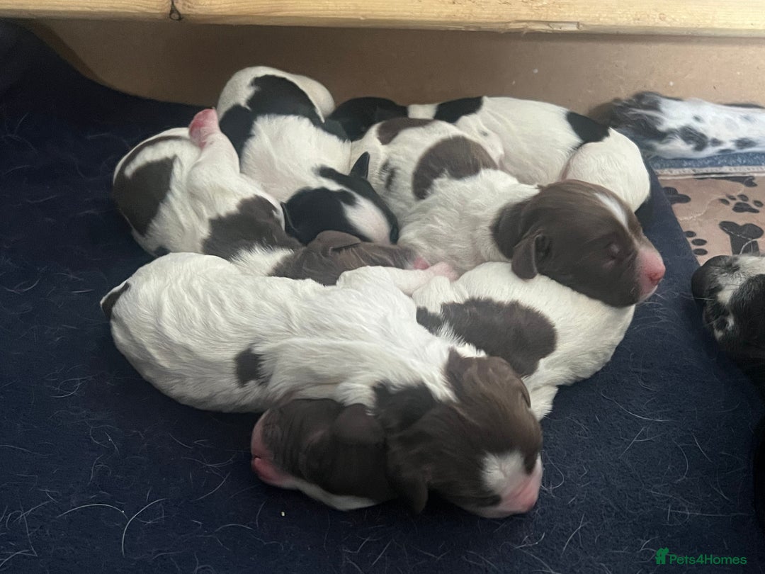 English Springer Spaniel dogs for sale: 6 gorgeous KC reg ESS puppies  - Image 5