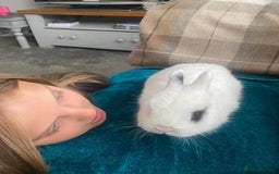 Netherland Dwarf rabbits for sale: Super friendly, super cuddly  Netherland Dwarf boy - Image 4