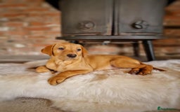 Labrador Retriever dogs for sale: Exceptional FTCHAMPION Labrador Retriever Puppies - Image 11