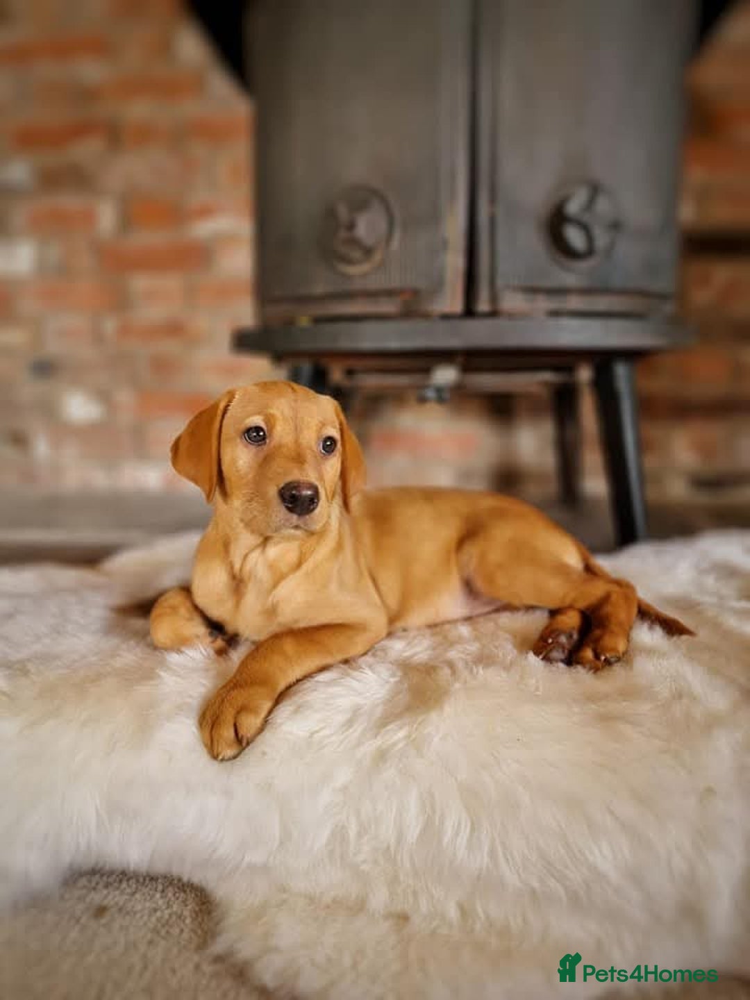 Labrador Retriever dogs for sale: Exceptional FTCHAMPION Labrador Retriever Puppies - Image 11