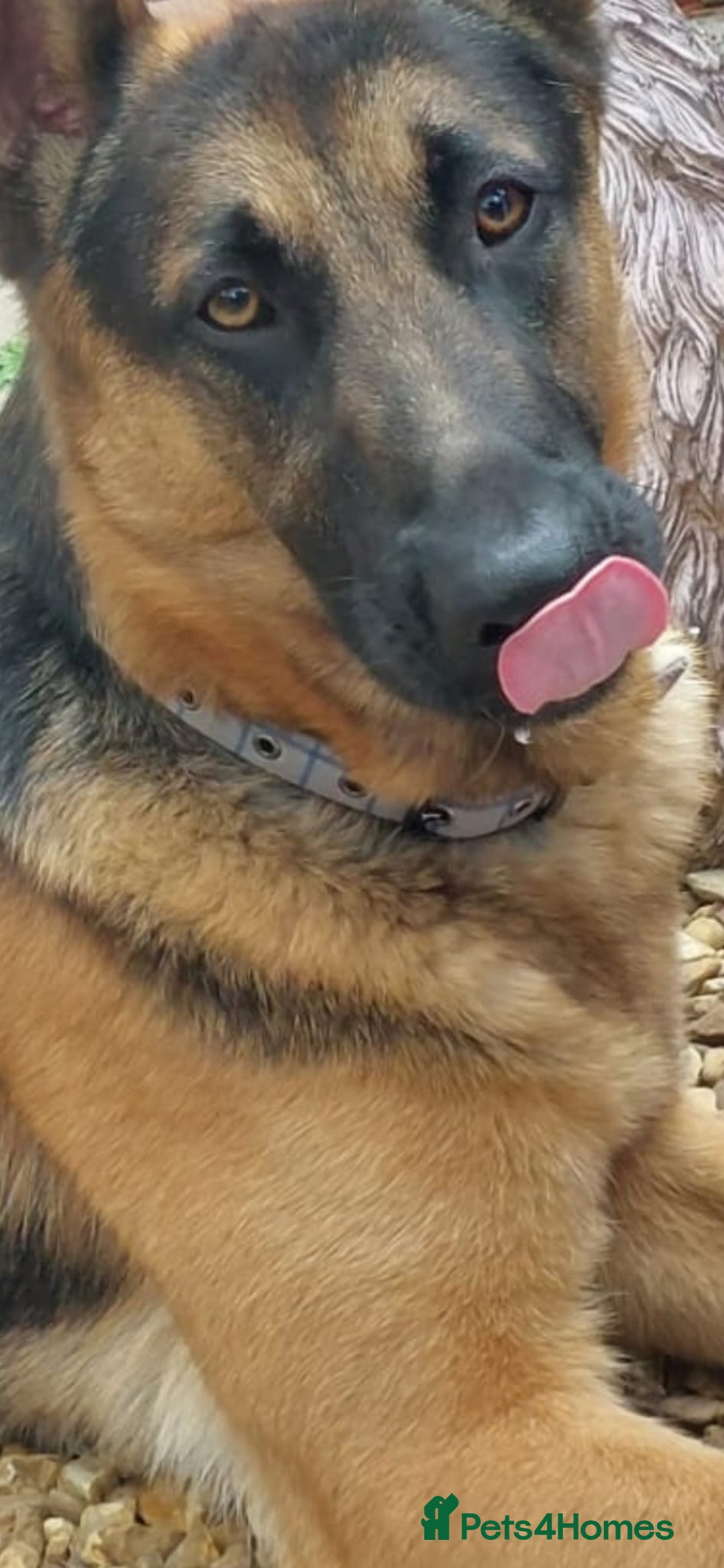 German Shepherd dogs for sale: German shepherd  - Image 2