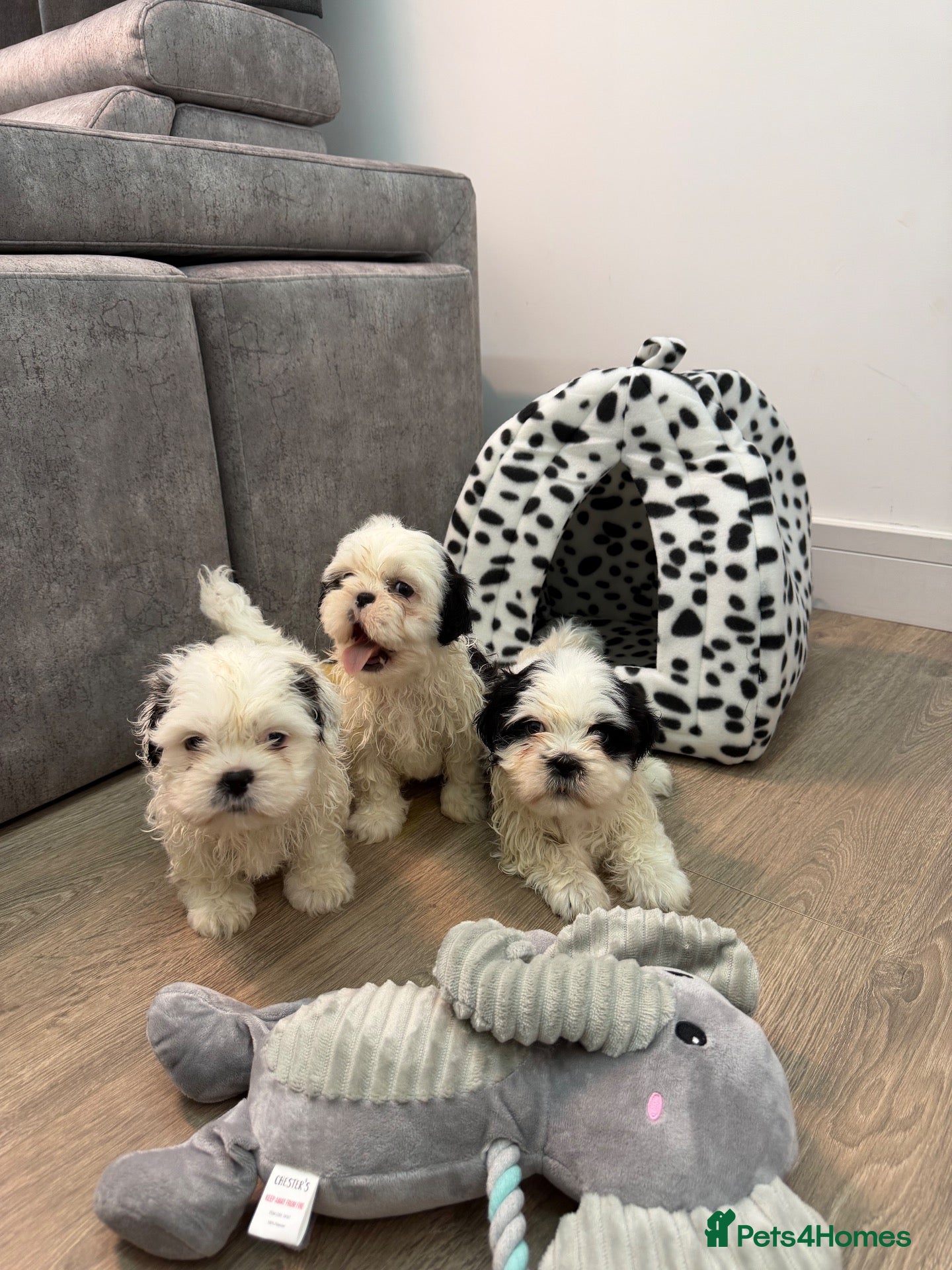 Shih Tzu dogs Beautiful Shih Tzu Puppies – 2 Boys & 1 Girl 🐶 - Advert 1