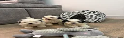 Shih Tzu dogs for sale: Beautiful Shih Tzu Puppies – 2 Boys & 1 Girl 🐶 in Stevenage - Advert 1