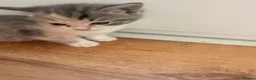 Mixed Breed cats for sale: Beautiful female kittens in Ipswich - Advert 6