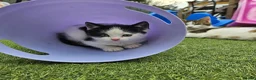 Mixed Breed cats for sale: 4 European Kittens  - Advert 7