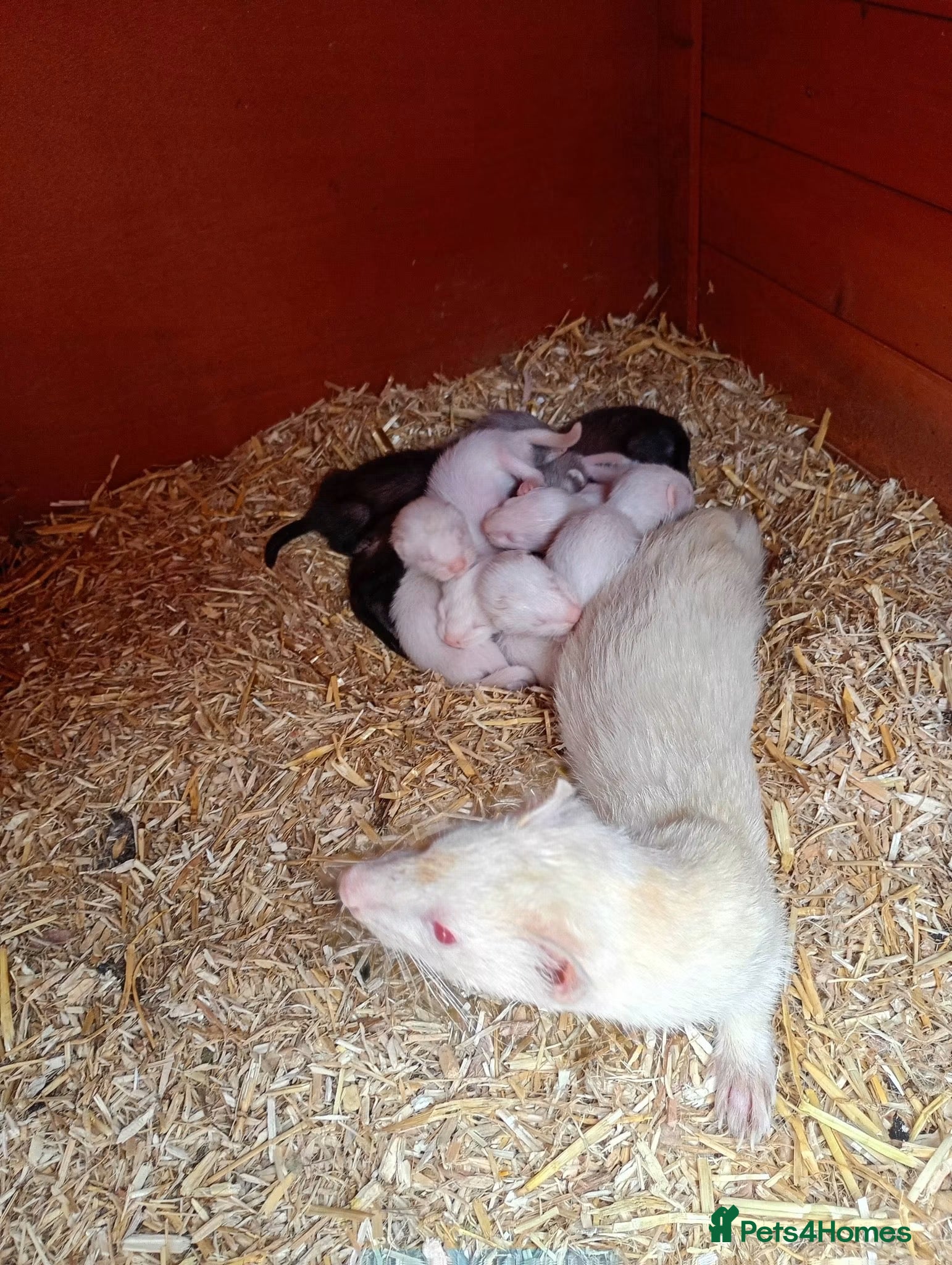 Ferret rodents Mixed ferret kits - Advert 1