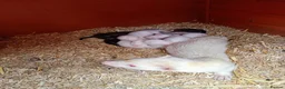 Ferret rodents for sale: Mixed ferret kits in Rotherham - Advert 1