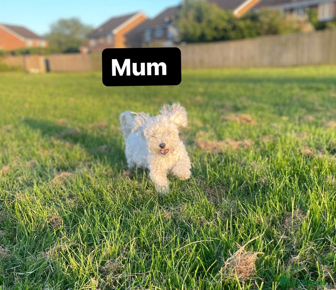 Bichon Frise dogs for sale: Bichon Frise Puppies  - Advert 14