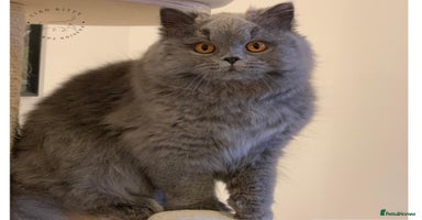British Longhair cats - Advert 14