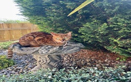 Bengal cats for sale: Bengal cat - Image 16