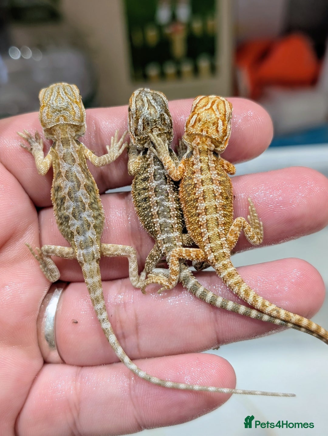 Bearded Dragon reptiles for sale: 50% red monster bearded dragons  - Image 6